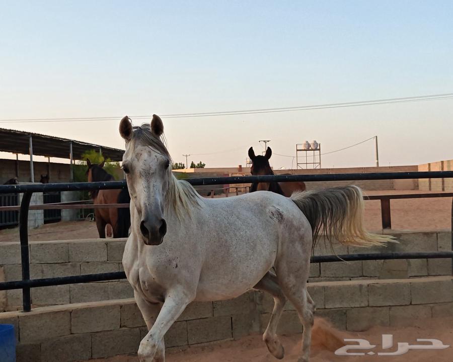 فرس شعبية للبيع64407140271747113