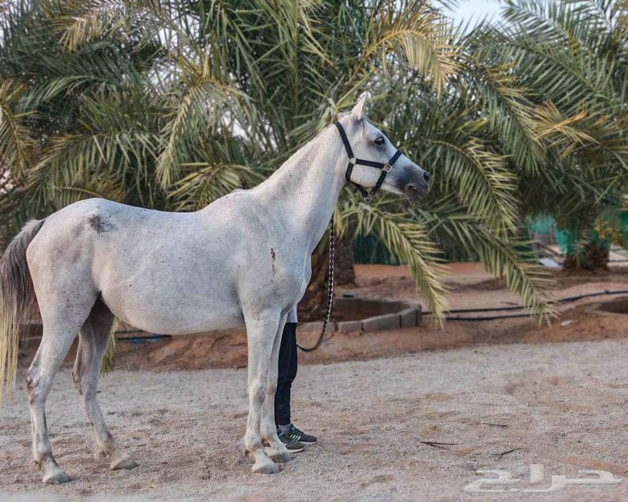 فرس شعبية للبيع64407140271747110