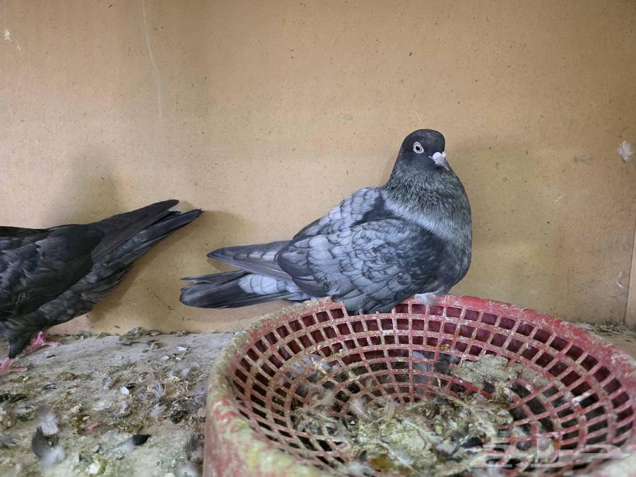 جوز قطايف لون مميز64408610142851110