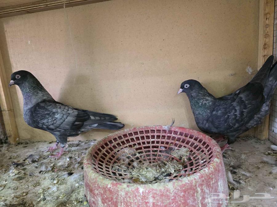 جوز قطايف لون مميز64408610142851112