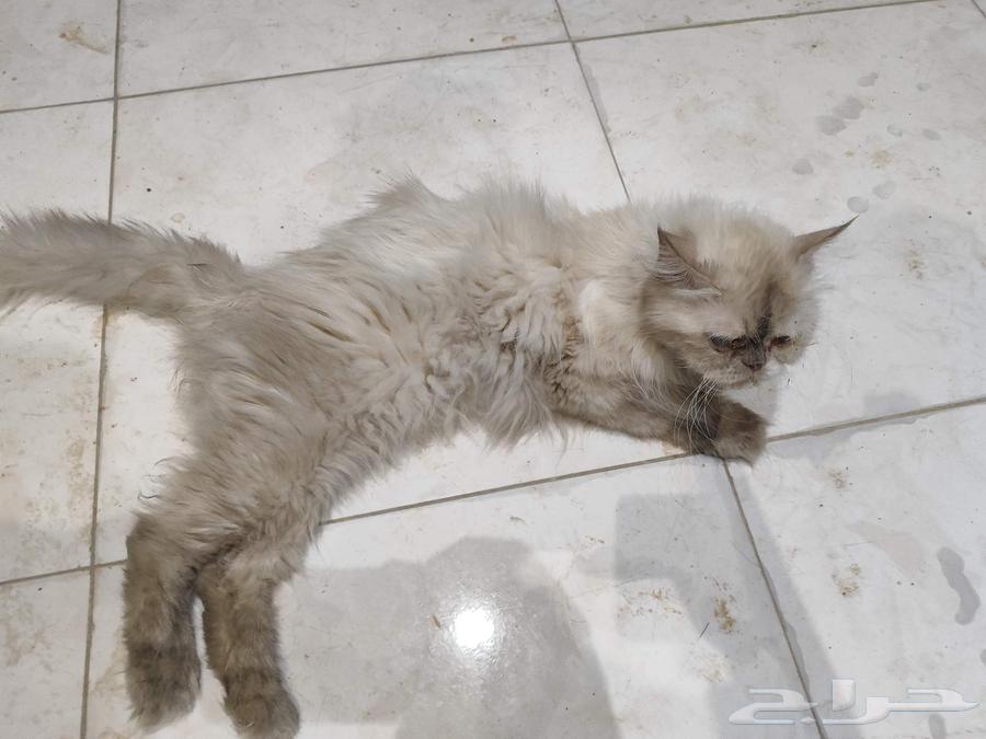 Enough, Hamla is three years old64410907509123110