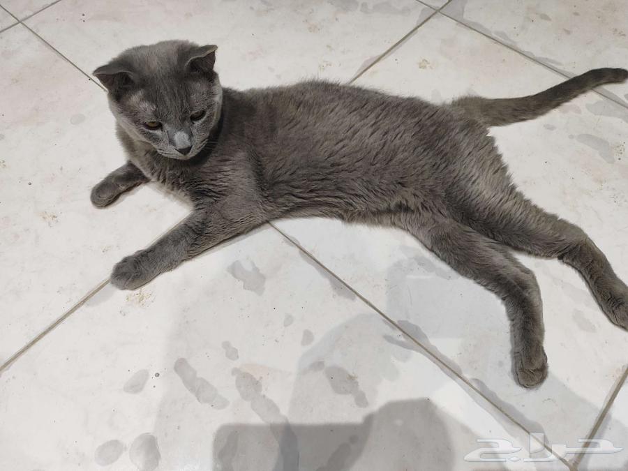 Enough of this sketch, price 700, age three years64410073785091110