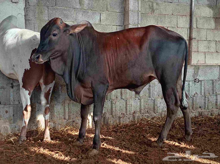 آحد رفيدة طريق لازمة64410695534467110