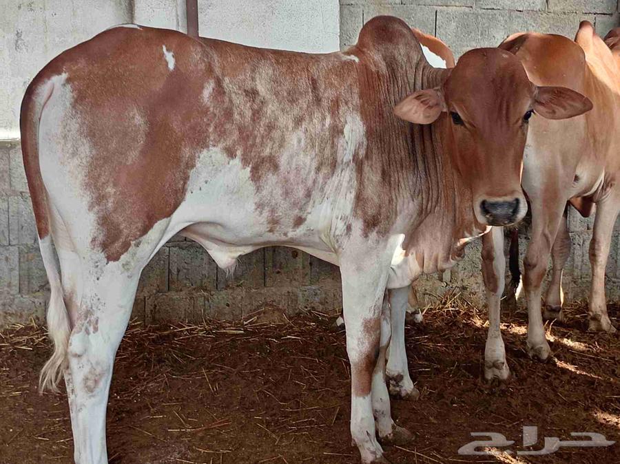 آحد رفيدة طريق لازمة64410695534467111