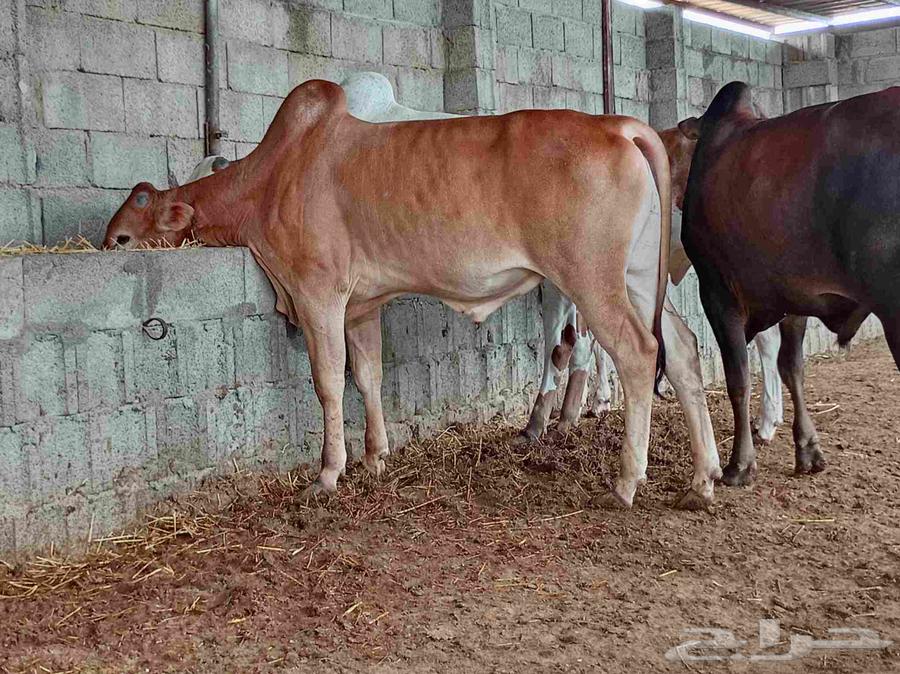 آحد رفيدة طريق لازمة64410695534467113