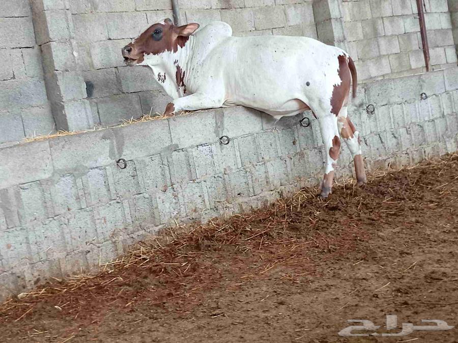 آحد رفيدة طريق لازمة64410695534467112