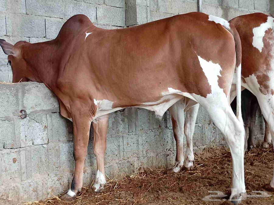 آحد رفيدة طريق لازمة64410695534467114