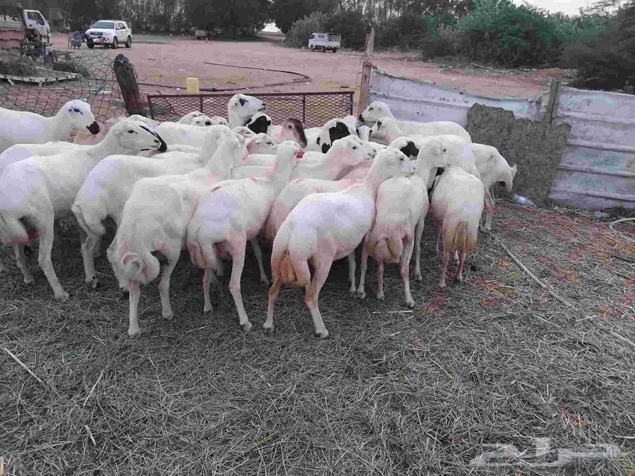 يوجد لدينا ضان رفيديات للبيع العدد 100راس منتجات منها 50راس64406499951873112