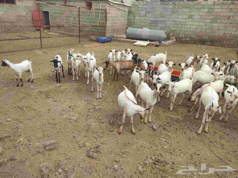 تيوس مستورد تربية شهرين للبيع64408892284033112