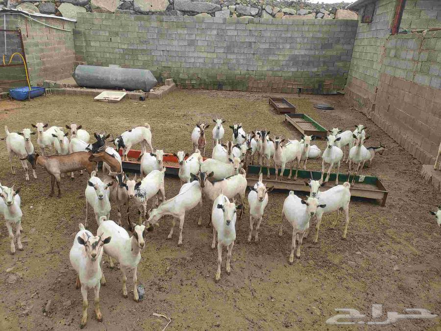 تيوس مستورد تربية شهرين للبيع64408892284033111