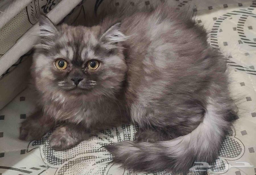 Cat64405985388289111