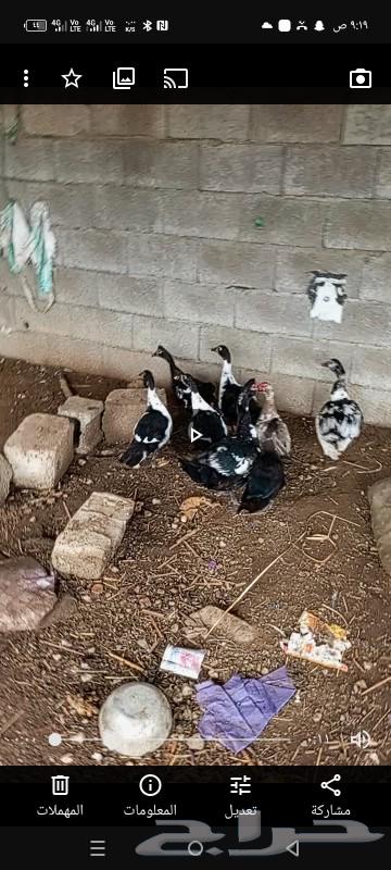 بط العدد 864407558929538110