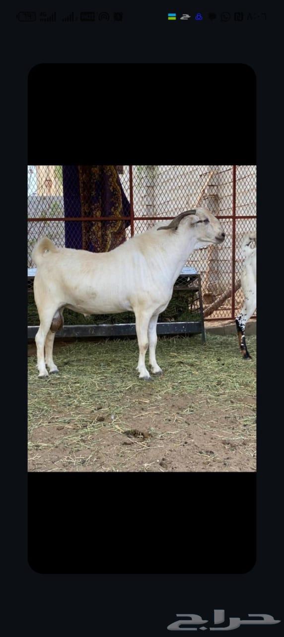 تيس بيشي على السوم64402789930115112