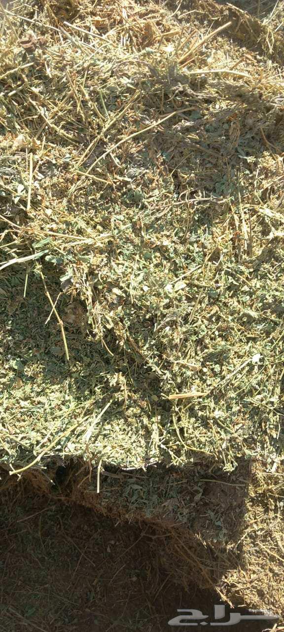 برسيم صافي ممطور64407112677249112