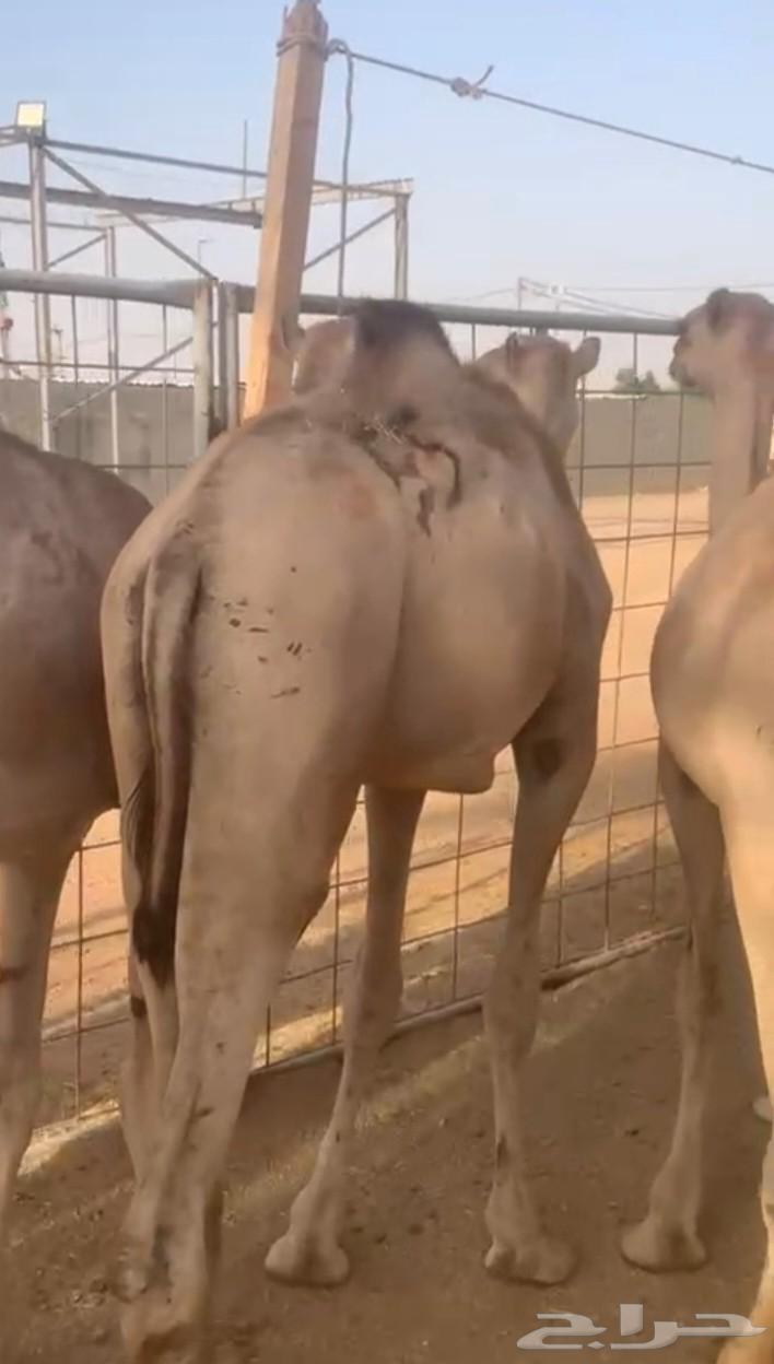 متوفر 20 قعود صومالي مفاريد في المزاحمية64410377020417113