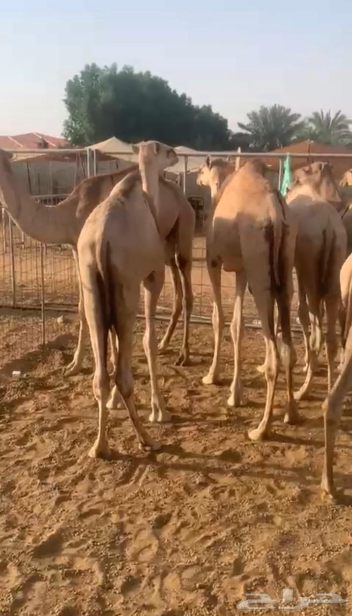 متوفر 20 قعود صومالي مفاريد في المزاحمية64410377020417112