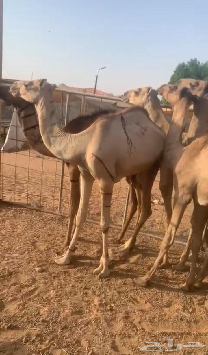 متوفر 20 قعود صومالي مفاريد في المزاحمية64410377020417110