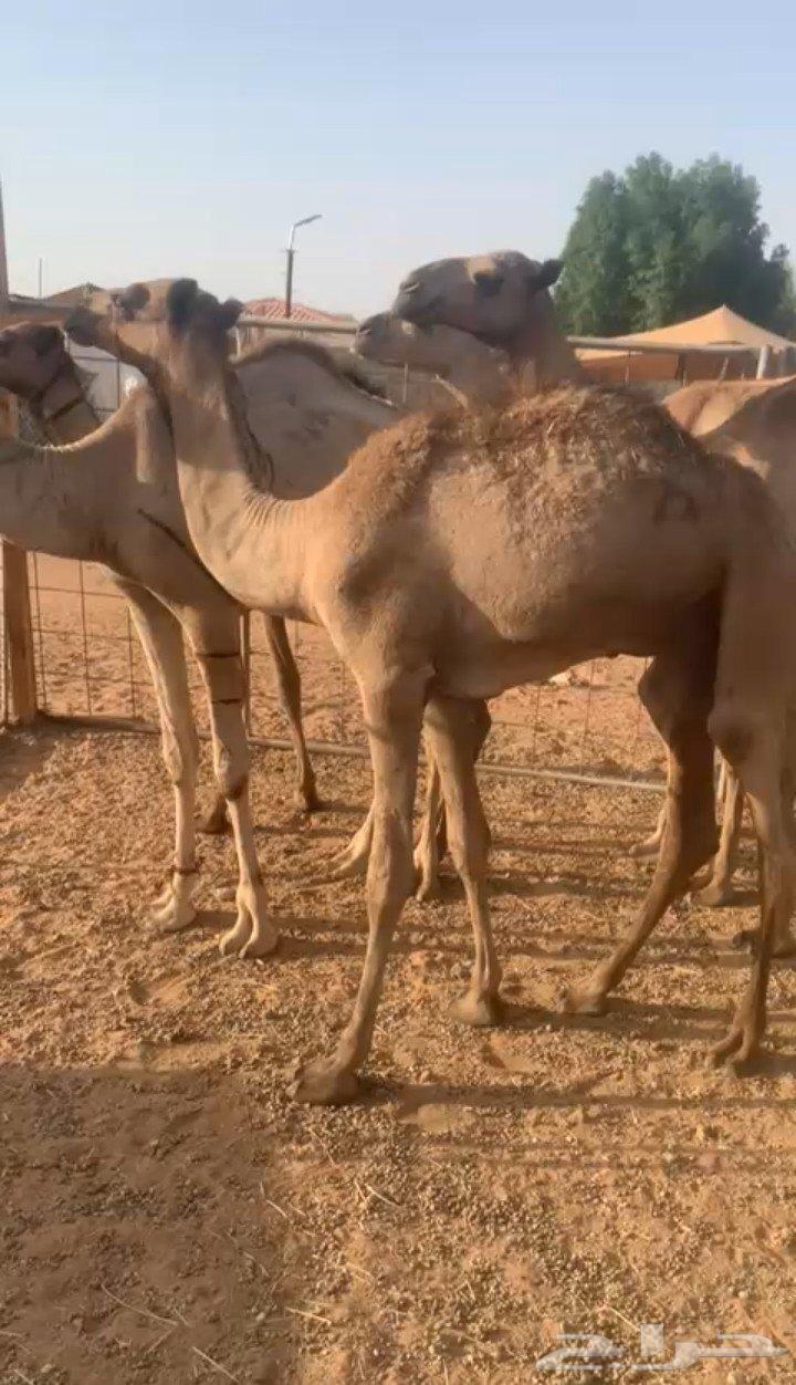 متوفر 20 قعود صومالي مفاريد في المزاحمية64410377020417114