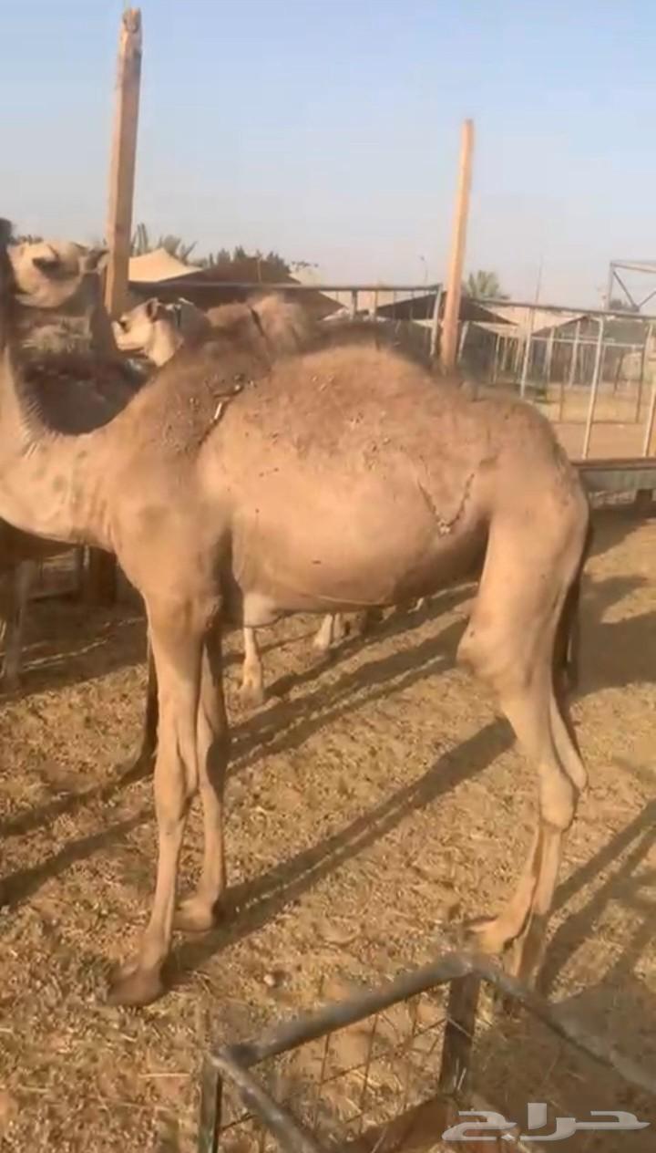 متوفر 20 قعود صومالي مفاريد في المزاحمية64410377020417111