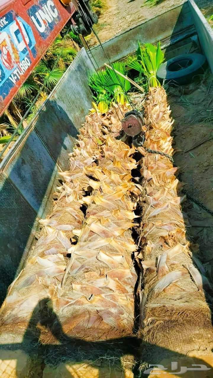 Washingtonian and Arabic palm trees in all sizes, delivery to all areas of the Kingdom64406917832065114
