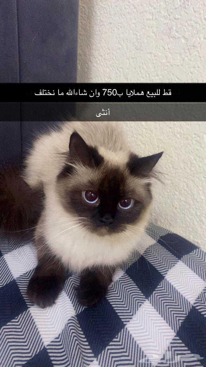 للبيع لايجي الا الصامل ب750ريال64408343696769110