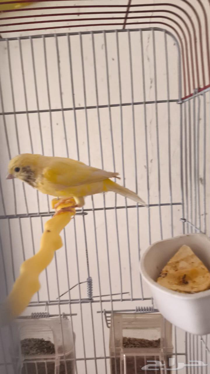 انثى كناري64409782493826110