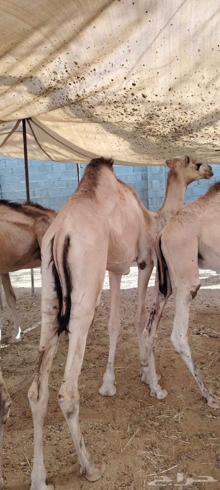 قعدان مستورده نضيفه محصنه جاهزه فرع الرياض المزاحميه64408539019905114