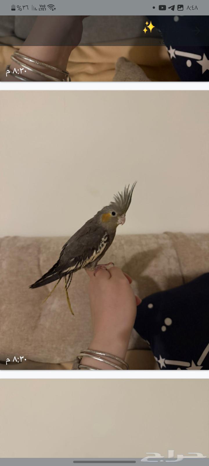 Domesticated weaned parrot... 50-inch smart clean screen64410987978498110