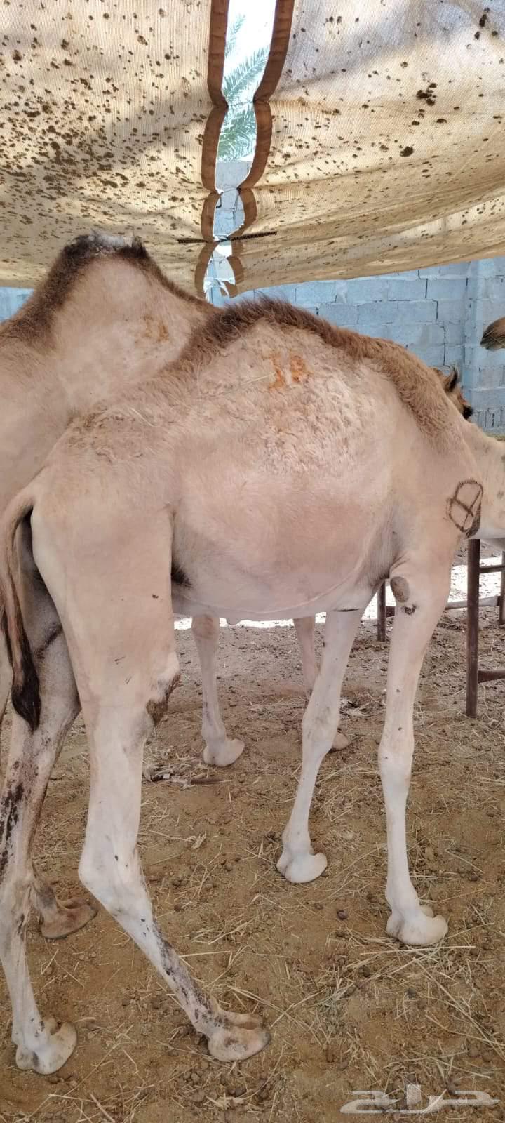 قعدان مستورده نضيفه محصنه جاهزه فرع الرياض المزاحميه64408539019905112