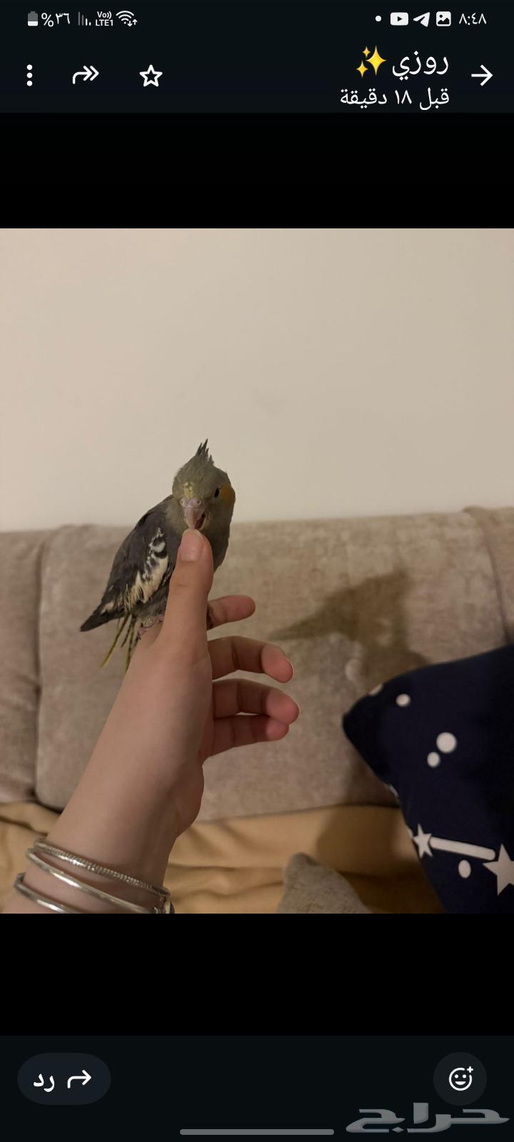 Domesticated weaned parrot... 50-inch smart clean screen64410987978498111