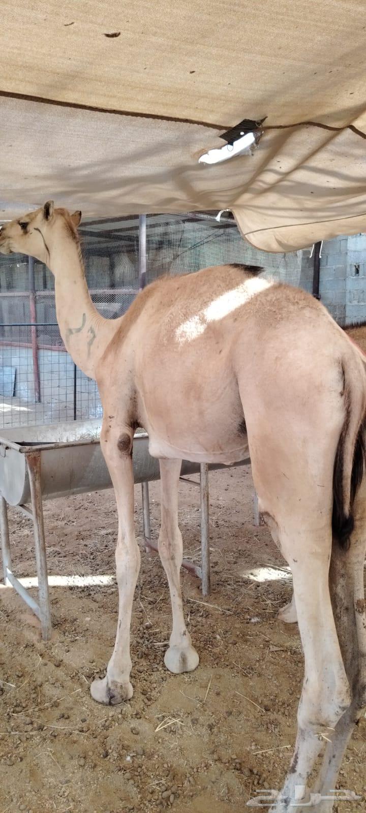 قعدان مستورده نضيفه محصنه جاهزه فرع الرياض المزاحميه64408539019905113