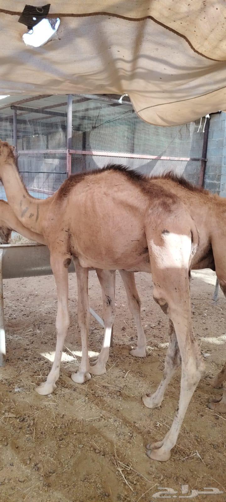 قعدان مستورده نضيفه محصنه جاهزه فرع الرياض المزاحميه64408539019905110