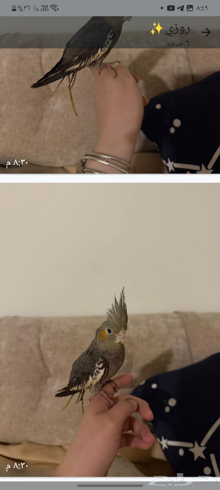 Domesticated weaned parrot... 50-inch smart clean screen64410987978498112