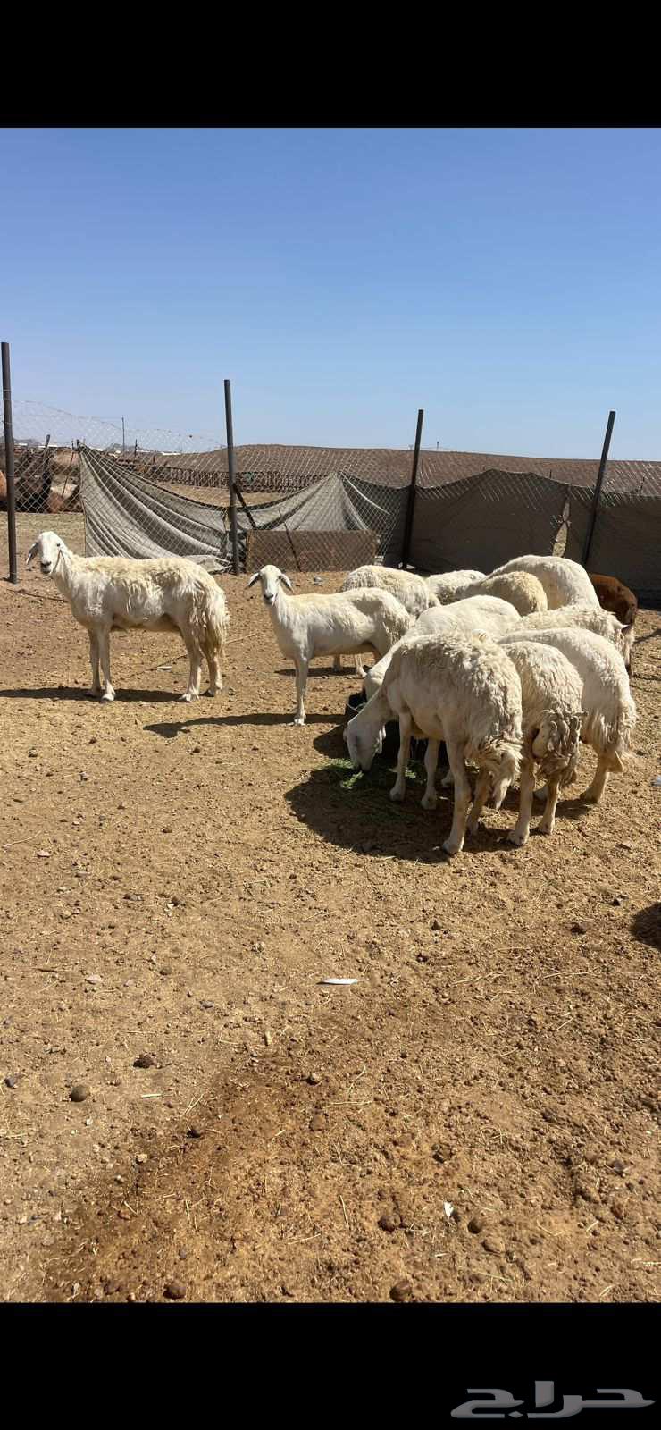 ضان حريات دفيع ومضاريع مراح الحد 1000 تم البيع64411041452546114