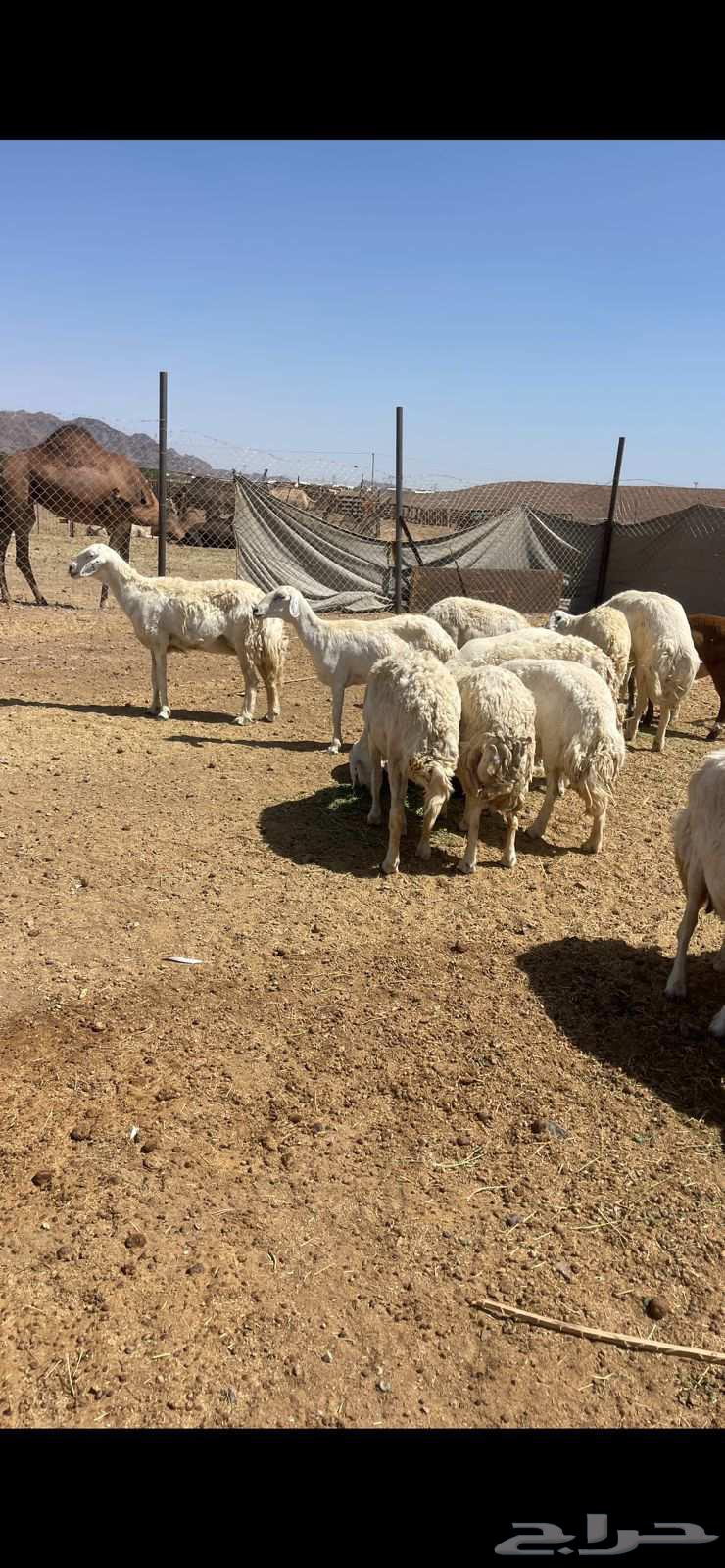 ضان حريات دفيع ومضاريع مراح الحد 1000 تم البيع64411041452546113