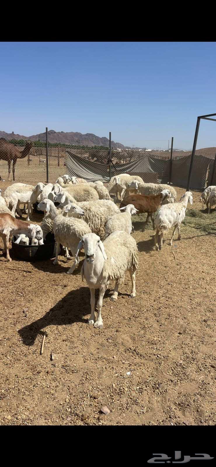 ضان حريات دفيع ومضاريع مراح الحد 1000 تم البيع64411041452546110