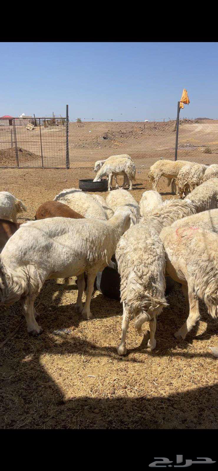 ضان حريات دفيع ومضاريع مراح الحد 1000 تم البيع64411041452546112