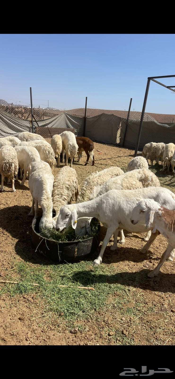 ضان حريات دفيع ومضاريع مراح الحد 1000 تم البيع64411041452546111