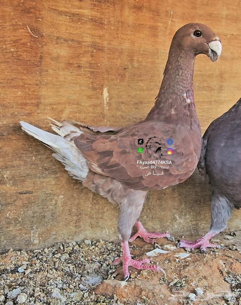 بيوتي هومر 202564411379056131110