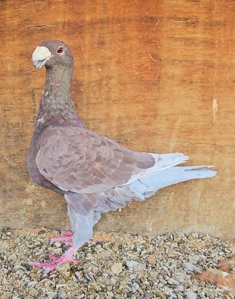 بيوتي هومر 202564411379056131111