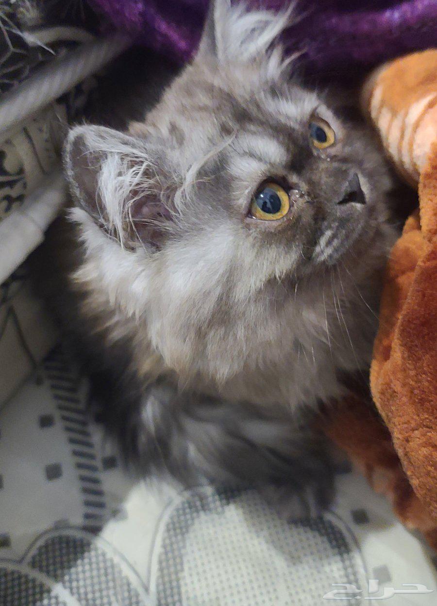 Cat64405985388289110