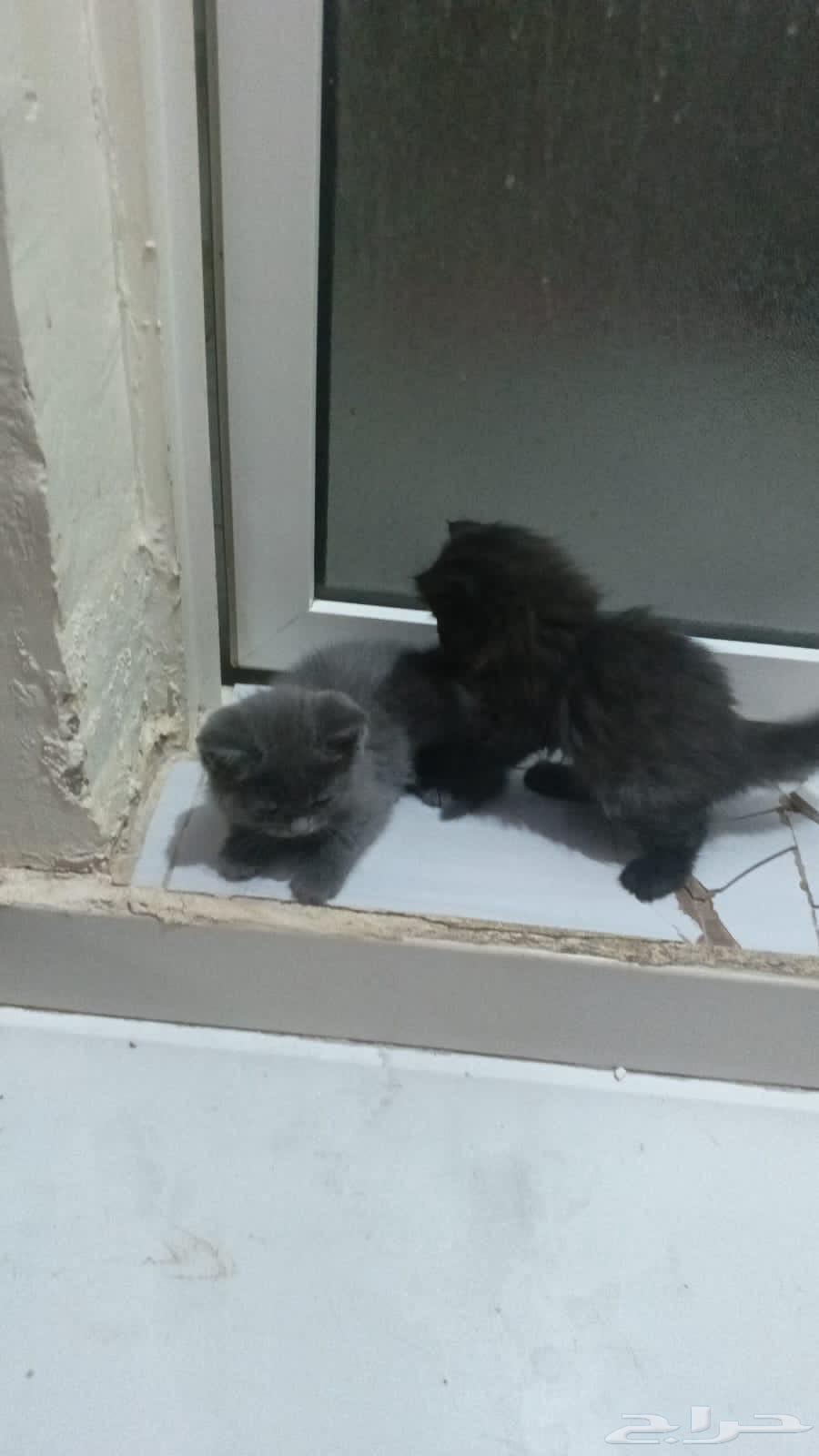 Scottish Fold Persian kittens for sale, male and female, two and a half months old64406179669890111