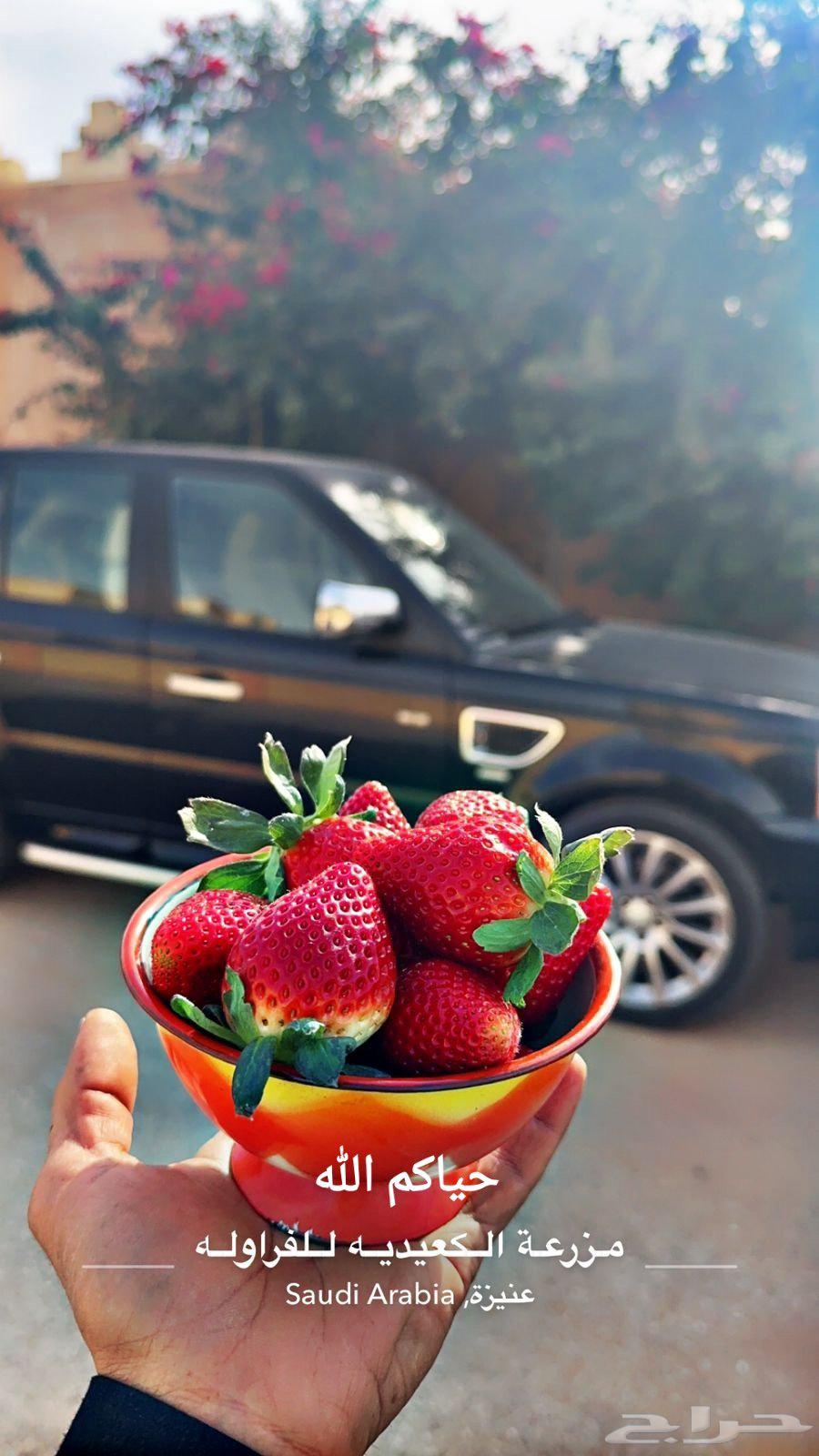 شتلات فراوله جيل اول64410333082371113