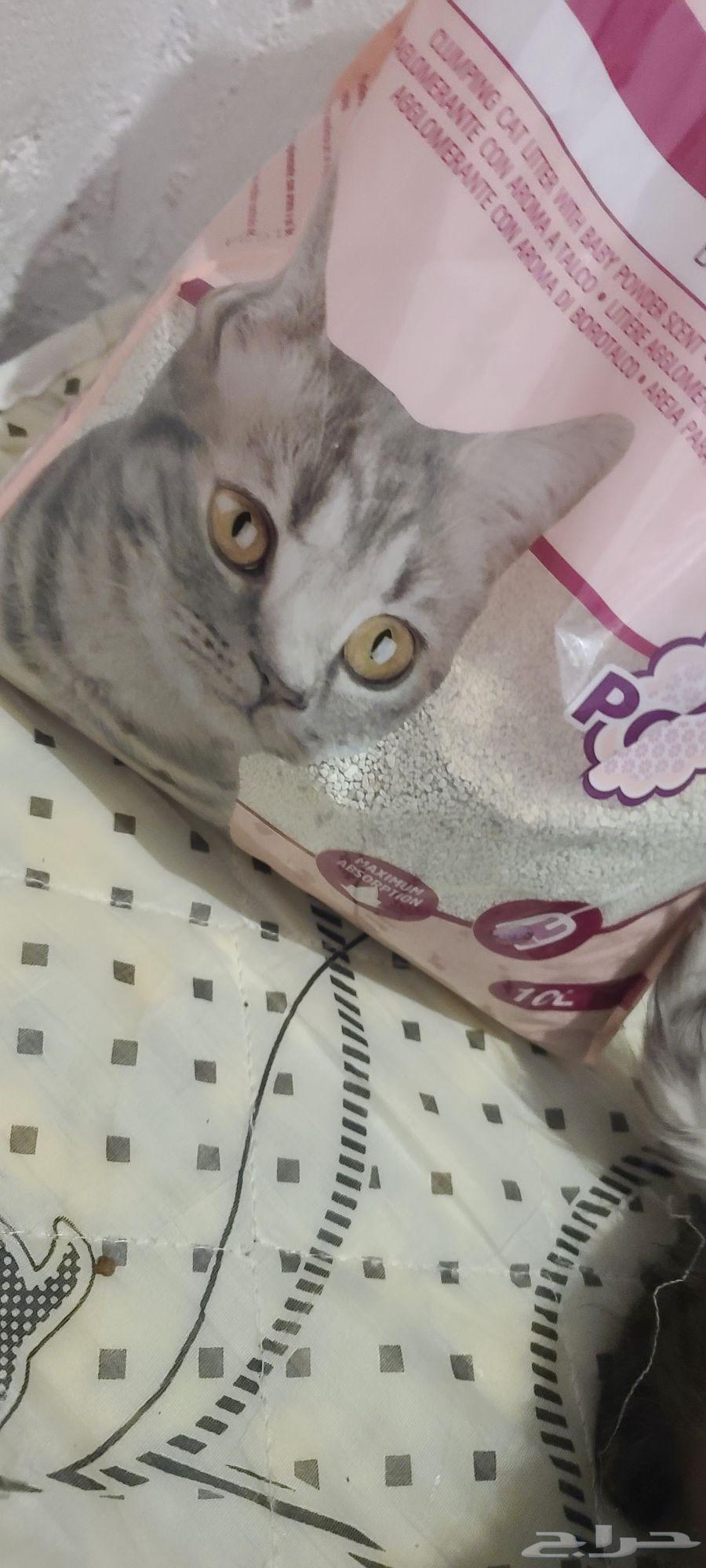 Cat64405985388289113