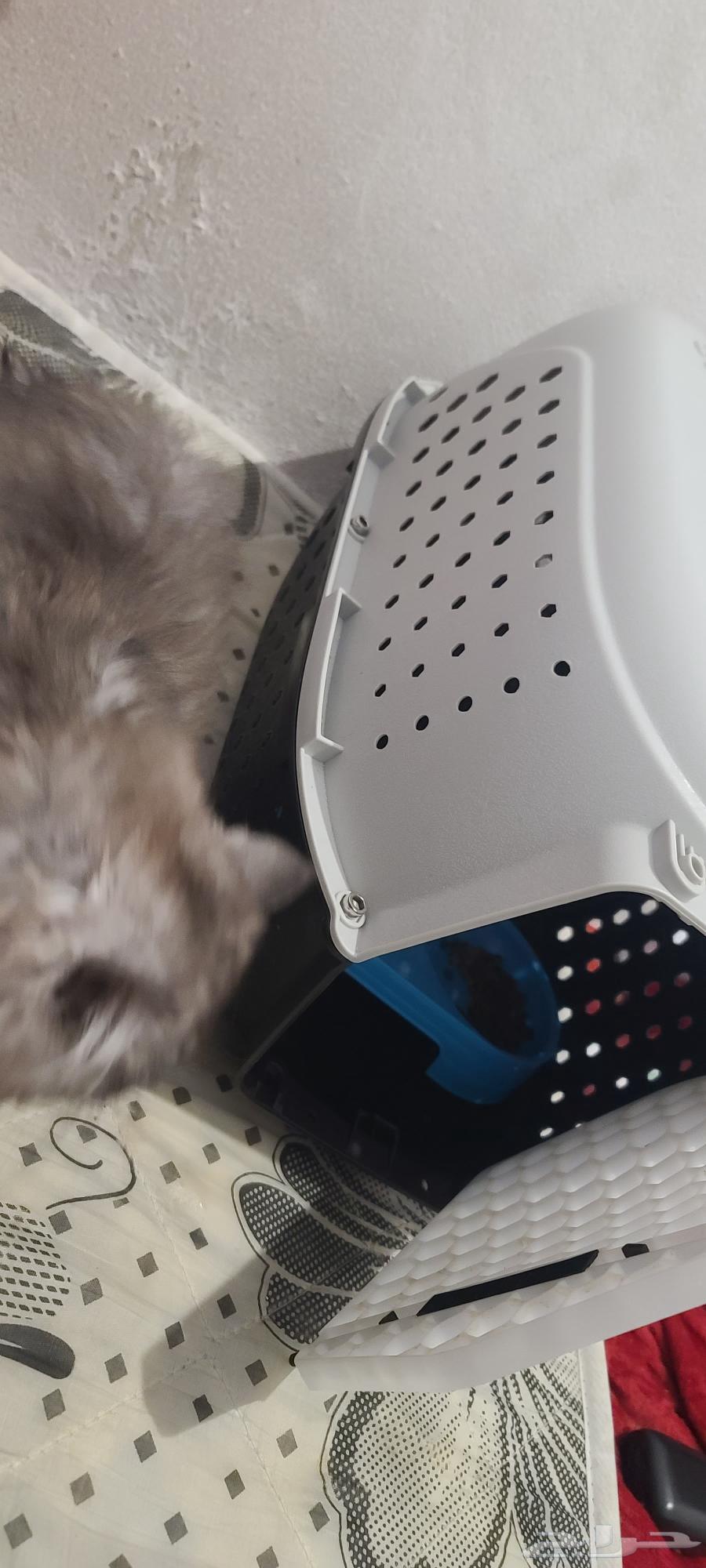 Cat64405985388289114