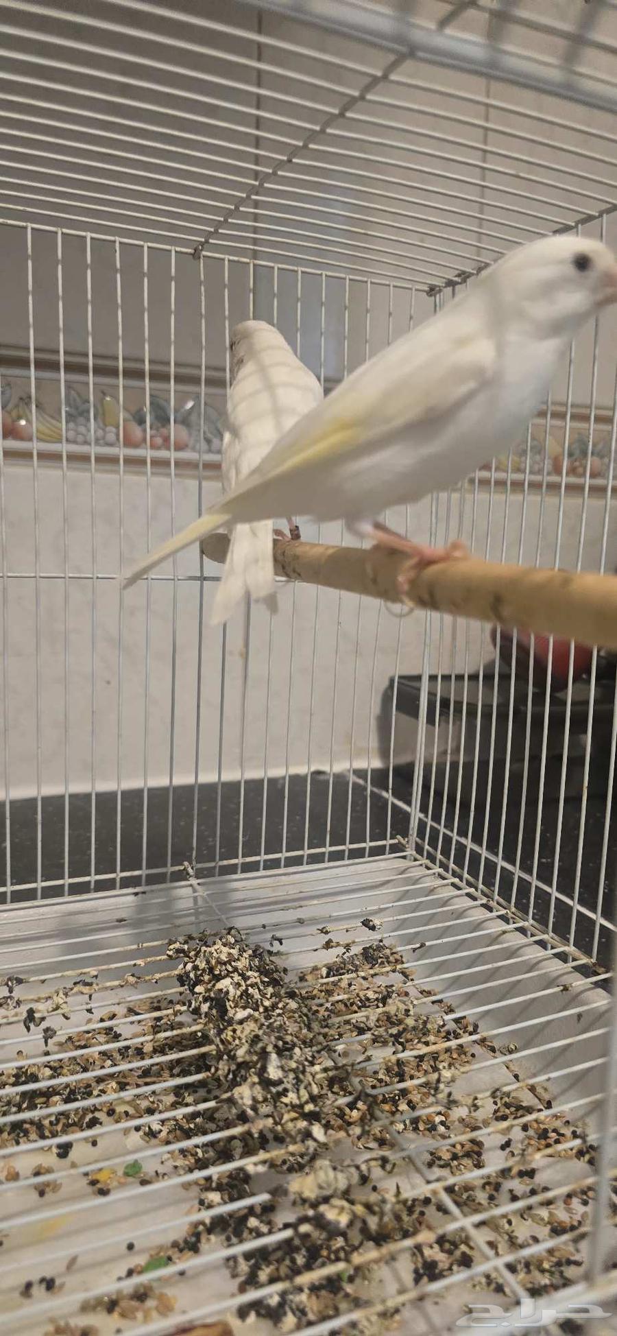 جوز كناري ابيض سوري الصحه ممتازه جدا جدا مشالله تبارك الله64412211006467111