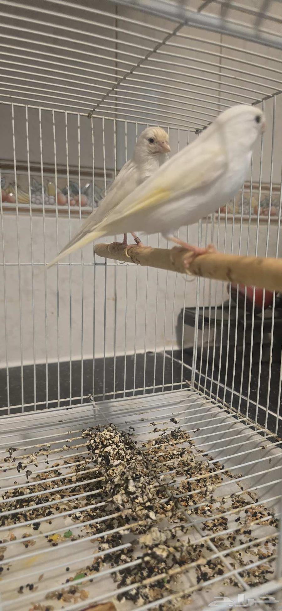 جوز كناري ابيض سوري الصحه ممتازه جدا جدا مشالله تبارك الله64412211006467110