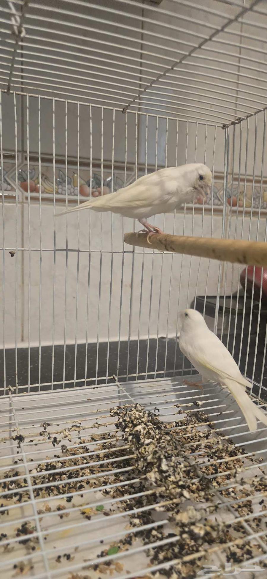 جوز كناري ابيض سوري الصحه ممتازه جدا جدا مشالله تبارك الله64412211006467114