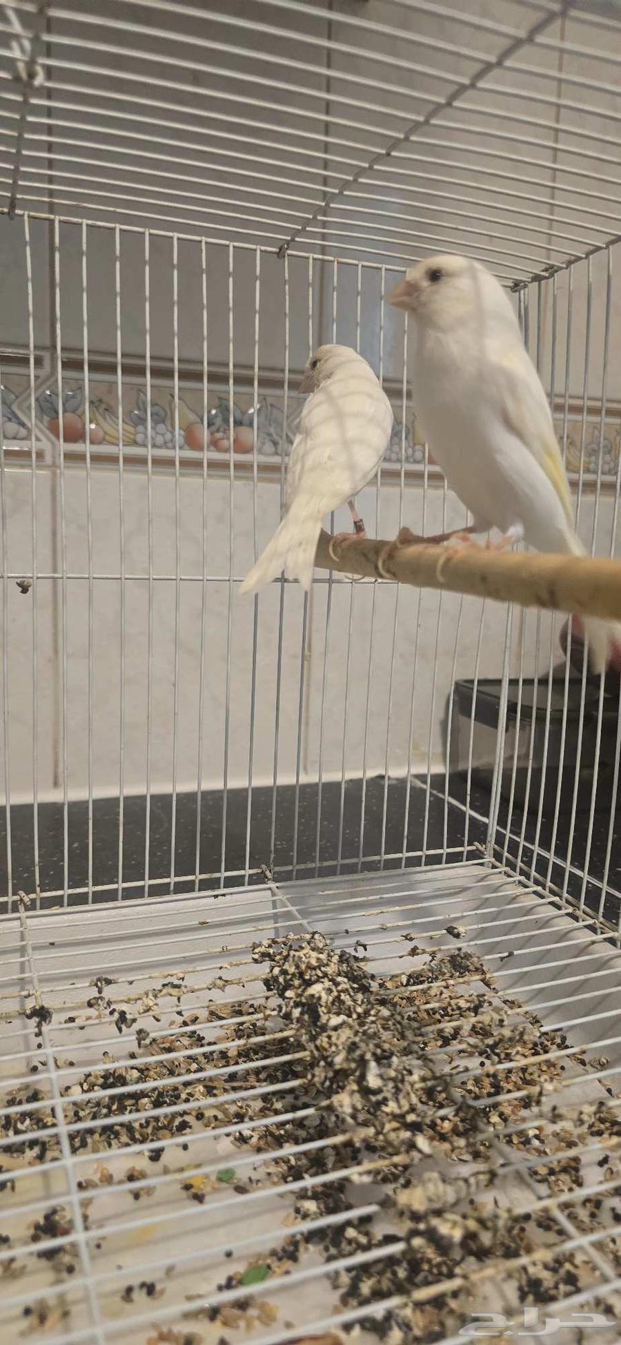 جوز كناري ابيض سوري الصحه ممتازه جدا جدا مشالله تبارك الله64412211006467112