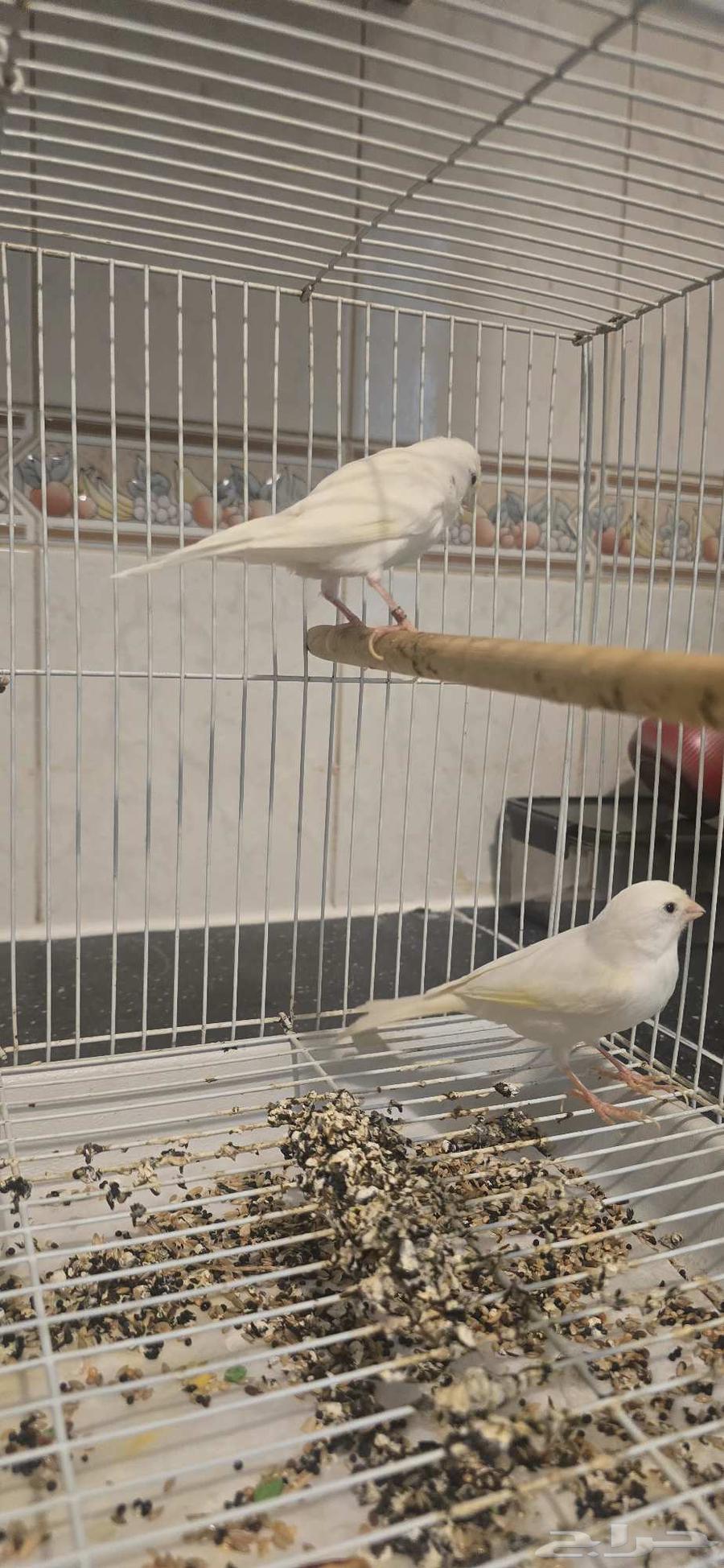 جوز كناري ابيض سوري الصحه ممتازه جدا جدا مشالله تبارك الله64412211006467113